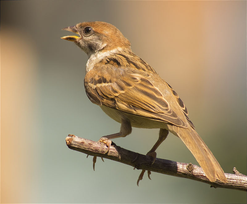 Pardal xarrec (Passer montanus)