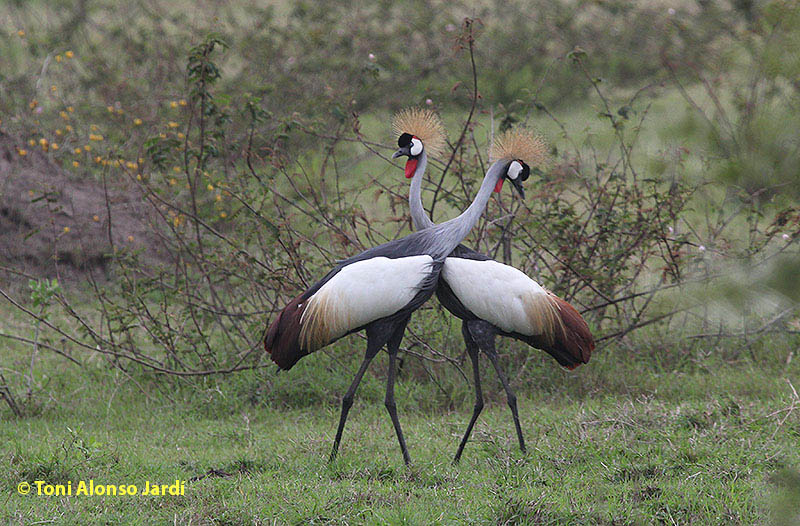 Balearica regulorum (Grua coronada collgrisa)