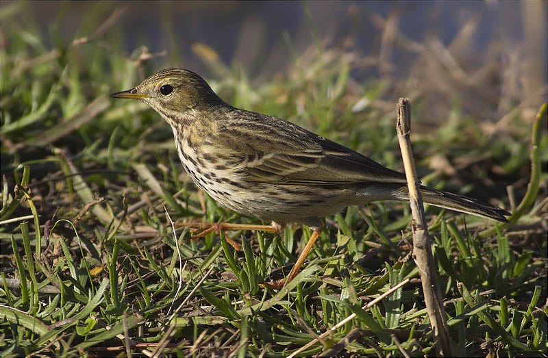 Titella (Anthus pratensis)