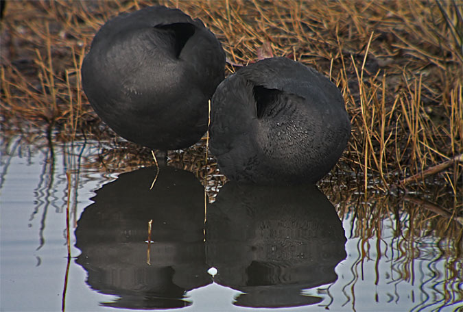 Fotja vulgar (Fulica atra)