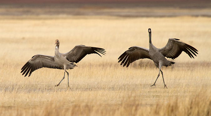 Grues (Grus grus)