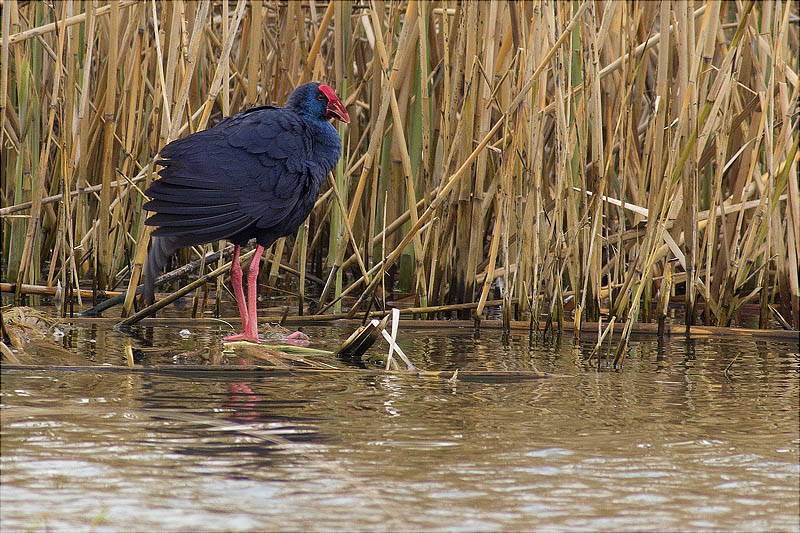 Polla blava (Porphyrio porphyrio)