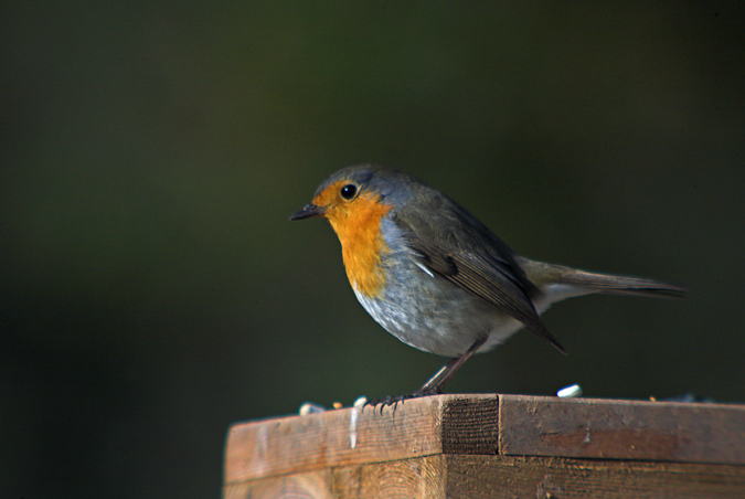 Pit- Roig ( Erithacus rubecula )