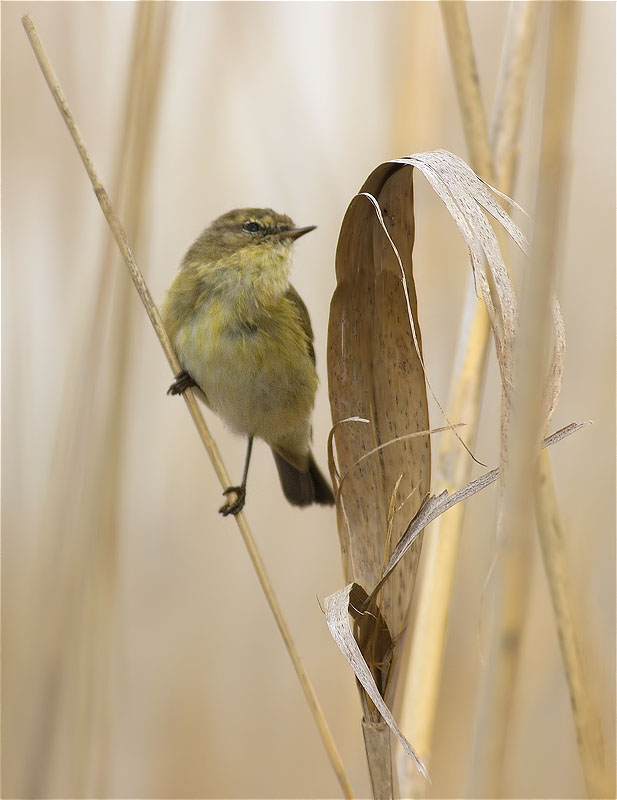 Mosquiter comú (Phylloscopus collybita)