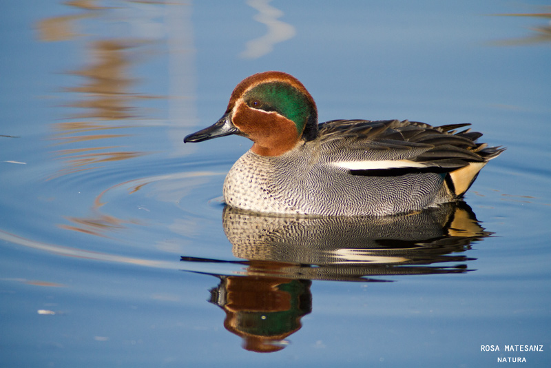 Xarxet comú (Annas crecca)