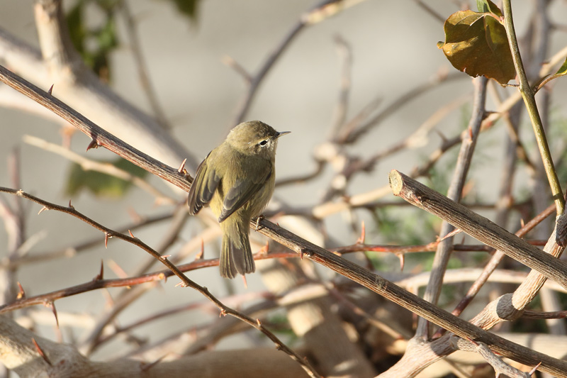 Mosquitero comùn