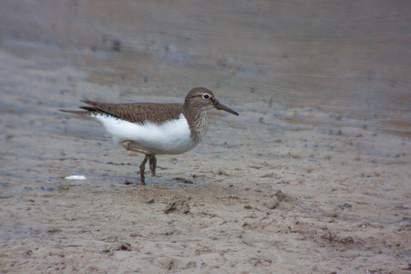 Xivitona. Actitis hypoleucos