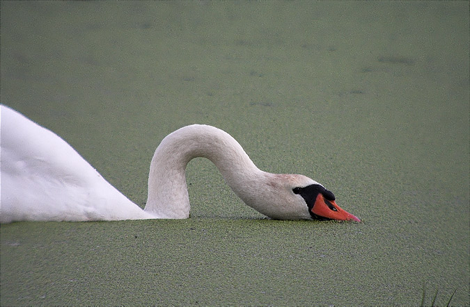 Cigne mut (Cygnus olor)