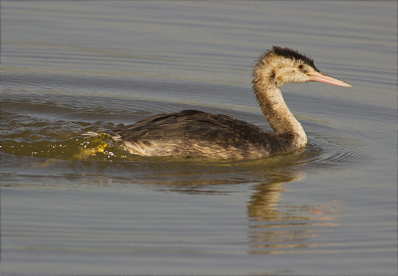 Cabussó emplomallat (Podiceps cristatus)