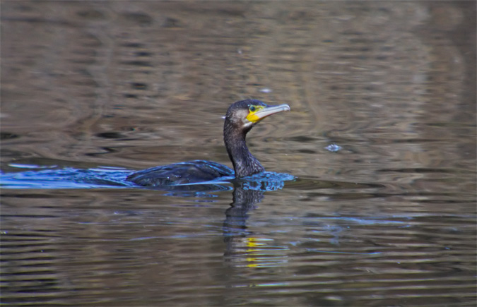 Corb Marí Gros (Phalacrocorax carbo)