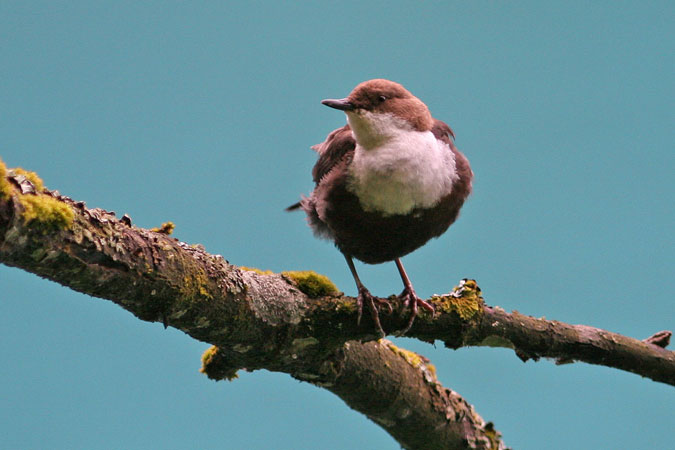 Merla d'aigua.Cinclus cinclus