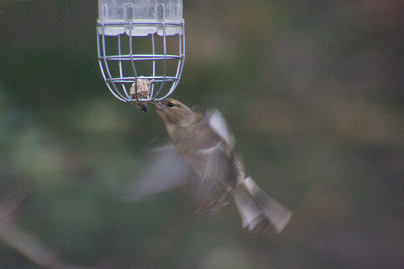 Femella de Pinsà comú (Fringilla coelebs)