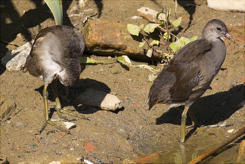 Joves de Polla d'aigua (Gallinula chloropus)