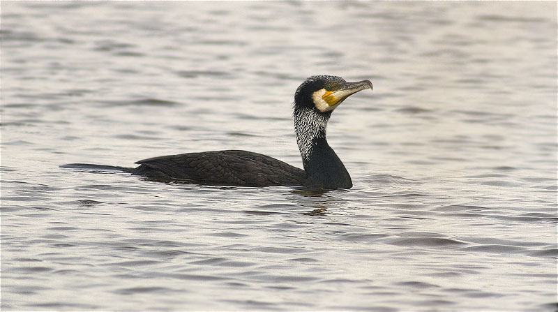 Corb marí gros (Phalacrocorax carbo)