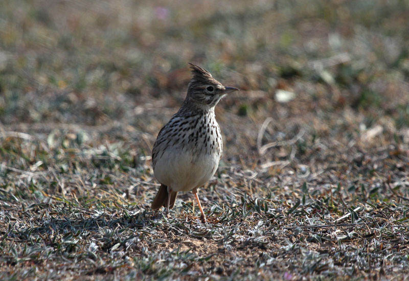 Cogullada fosca (Galerida theklae)