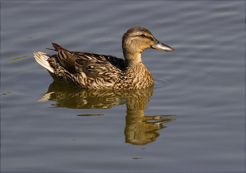 Ànec collverd (Anas platyrhynchos)