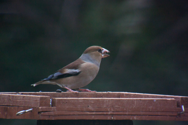 Durbec (Coccothraustes coccothraustes)