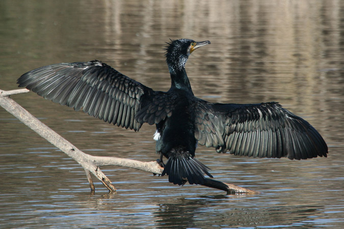 Cormoran-Corb marí-Phalacrocorax Carbo