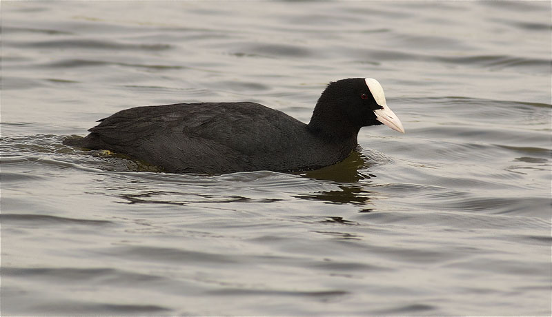 Fotja (Fulica atra)