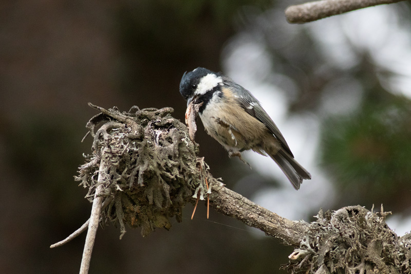 Carbonero garrapinos (Periparus ater)