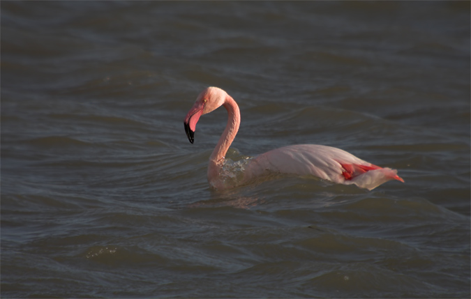 Flamenc (Phoenicopterus ruber)