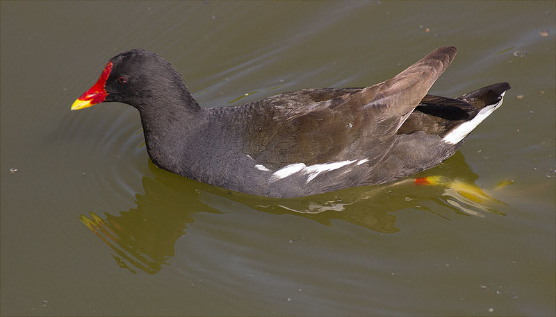 Polla d'aigua (Gallinula chloropus)