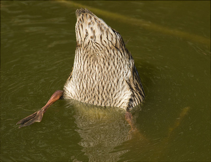 Ànec collverd (Anas platyrhynchos)