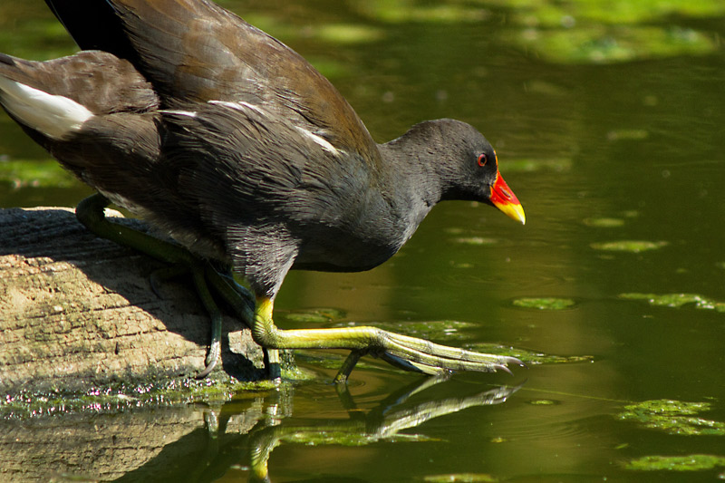 Polla d'aigua (Gallinula chloropus)