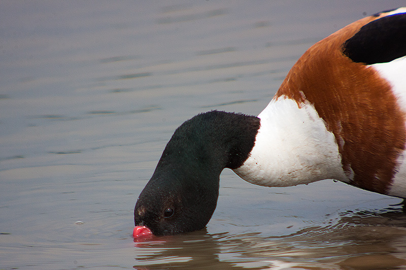 Ànec blanc (Tadorna tadorna)