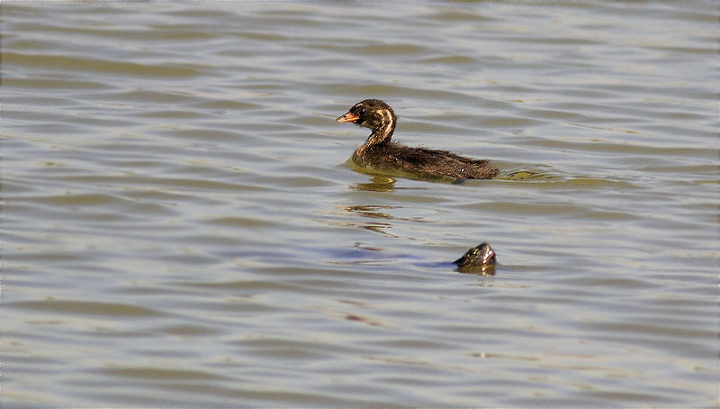 Juvenil de Cabusset (Tachybaptus ruficollis)