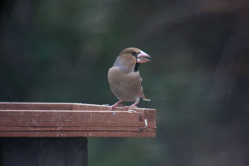 Durbec (Coccothraustes coccothraustes)