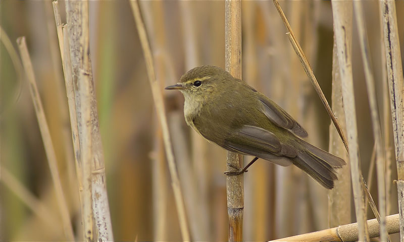 Mosquiter comú (Phylloscopus collybita)