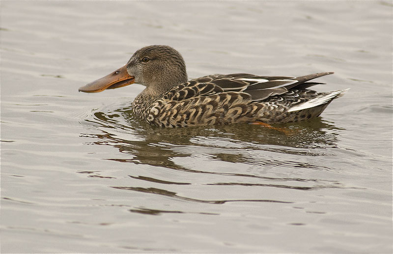 Femella d'Ànec cullerot (Anas clypeata)