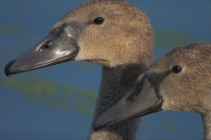 Cigne Mut (Cygnus olor)