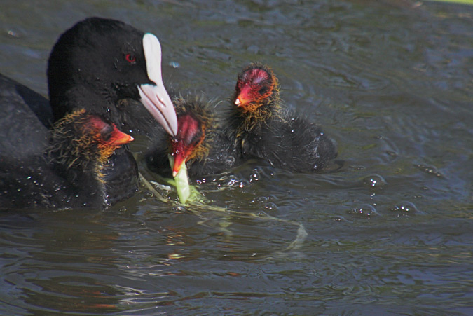 Fotja vulgar (Fulica atra)