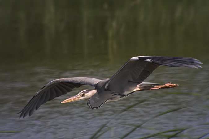 Bernat pescaire (Ardea cinerea)