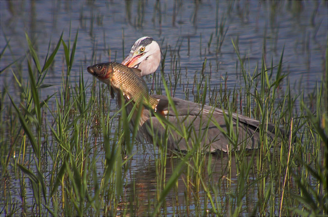 Bernat pescaire (Ardea cinerea)