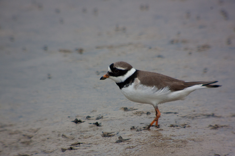 Corriol gros (Charadrius hiaticula)