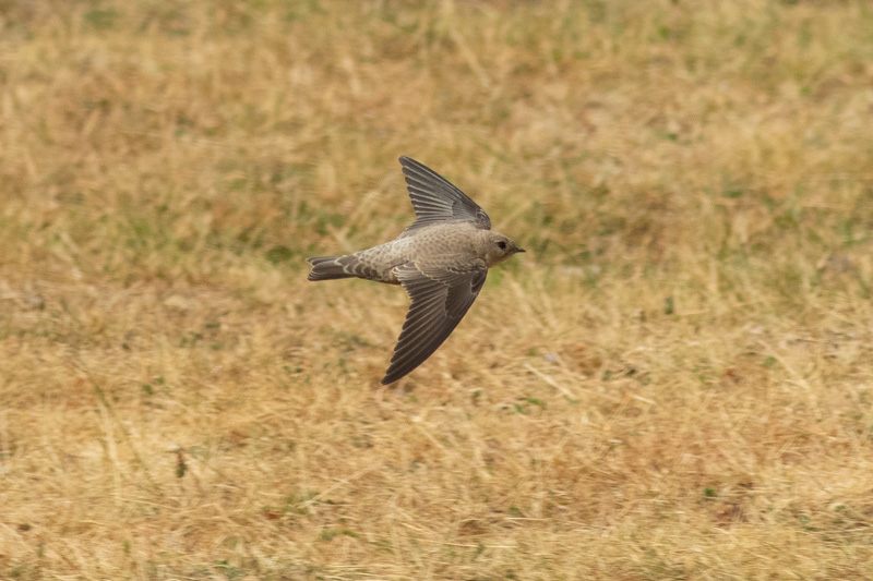 Avión roquero (Ptyonoprogne rupestris)