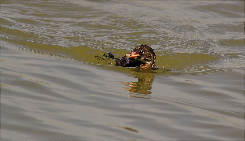 Juvenil de Cabusset (Tachybaptus ruficollis)