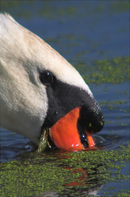 Gigne mut (Cygnus olor)