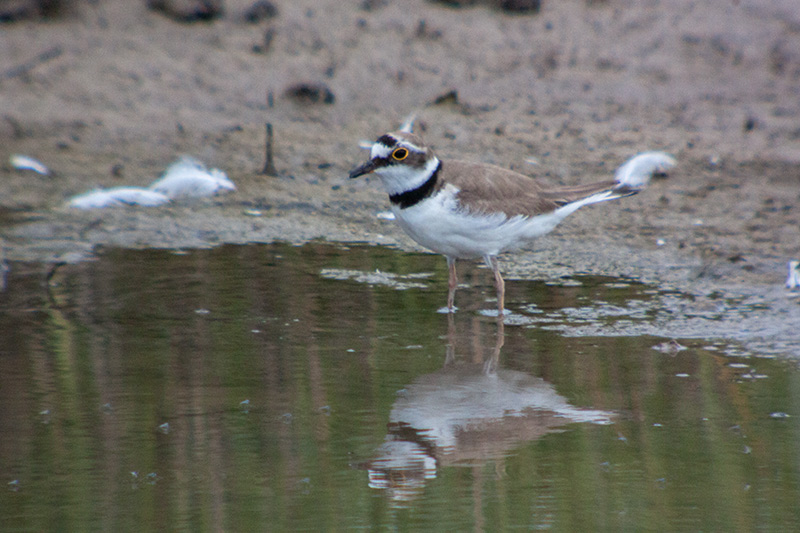 Corriol petit (Charadrius dubius)