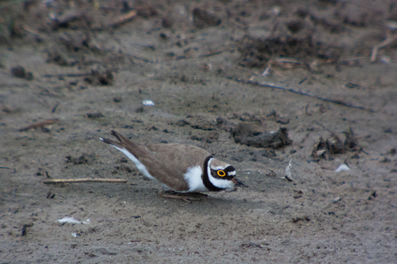 Corriol petit (Charadrius dubius)