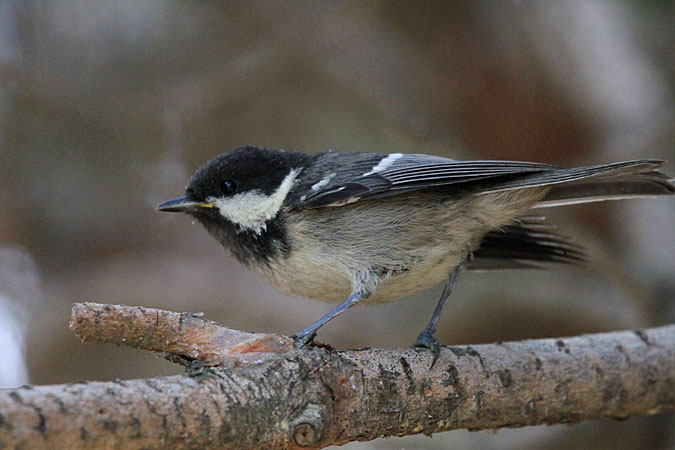 Mallerenga petita  (Parus ater)