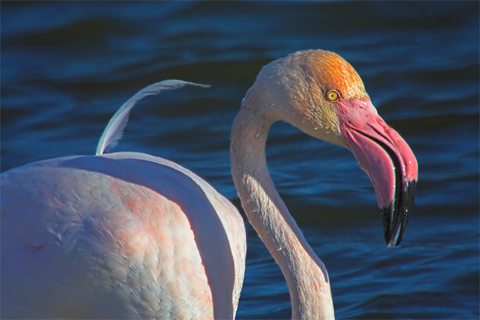 Flamenc (Phoenicopterus ruber)