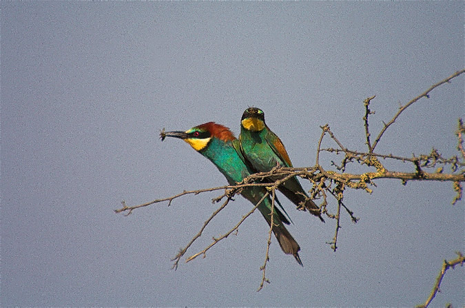 Abellerol (Merops apiaster)