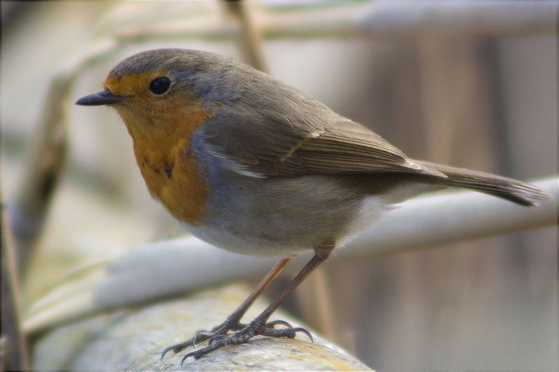 Pit roig (Erithacus rubecola)