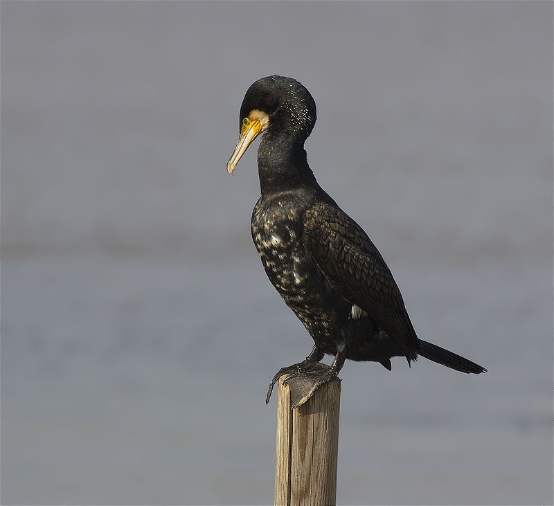 Corb marí gros (Phalacrocorax carbo)