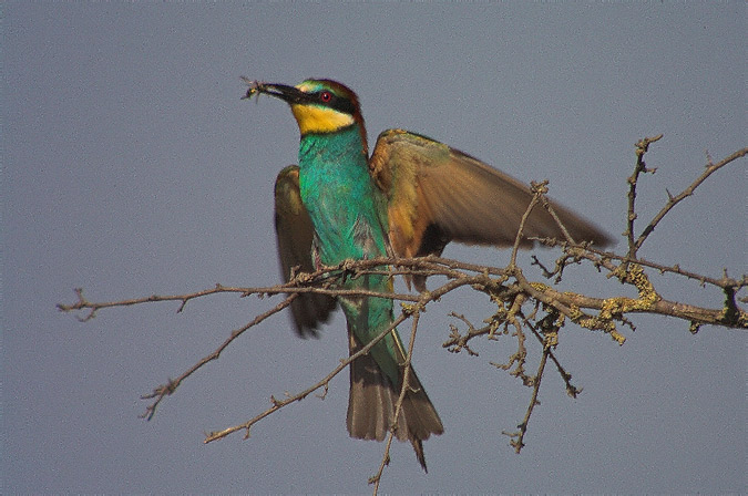 Abellerol (Merops apiaster)