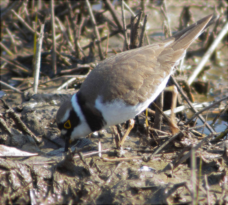 Corriol petit (Charadrius dubius)